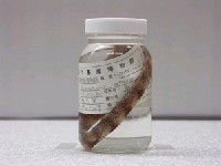 藏品(疏條紋裸胸鯙)的圖片